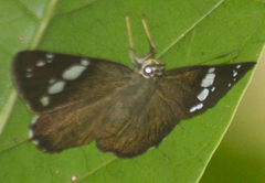 Chamunda chamunda