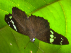 Chamunda chamunda