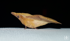 Pararguda tephropsis