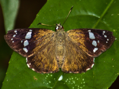 Chamunda chamunda