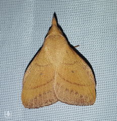 Pararguda tephropsis