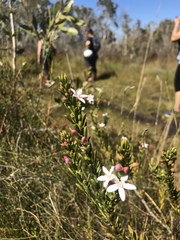Philotheca queenslandica