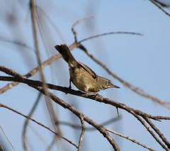 Sericornis maculatus