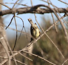 Sericornis maculatus