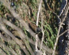 Sericornis maculatus