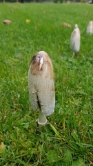 Coprinus comatus