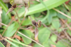 Chiloglottis × pescottiana