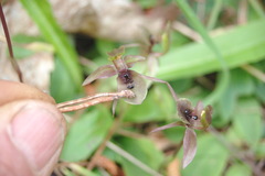 Chiloglottis × pescottiana