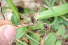 Chiloglottis × pescottiana
