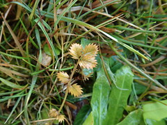 Argentina anserinoides