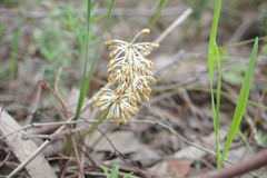 Lomandra multiflora multiflora