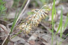 Lomandra multiflora multiflora