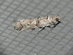 Pempelia palumbella