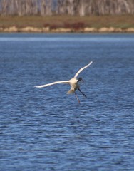 Threskiornis molucca