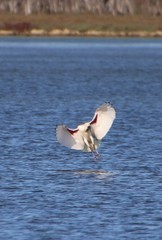 Threskiornis molucca
