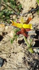 Lachenalia lutea