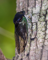 Neotibicen tibicen tibicen