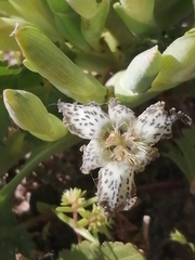 Ferraria parva