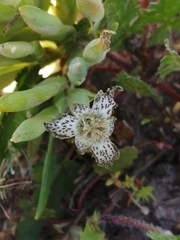 Ferraria parva