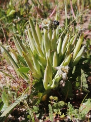 Ferraria parva
