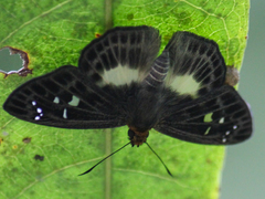 Gerosis limax