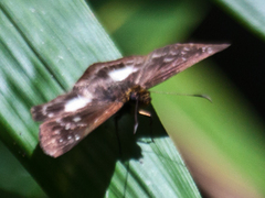 Gerosis limax