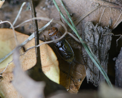 Neonemobius mormonius