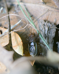 Neonemobius mormonius