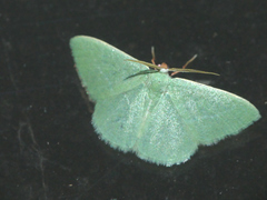 Xenochlorodes olympiaria