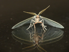 Xenochlorodes olympiaria
