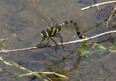Anax immaculifrons