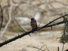 Phoenicurus auroreus