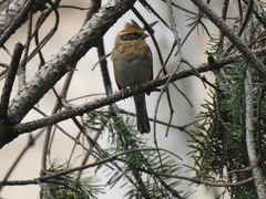 Emberiza elegans