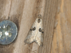 Zebeeba falsalis