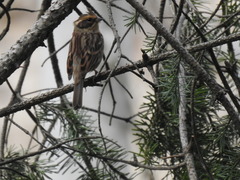 Emberiza elegans