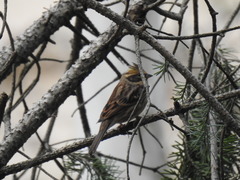 Emberiza elegans