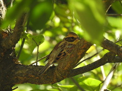 Emberiza elegans