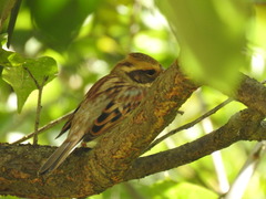 Emberiza elegans
