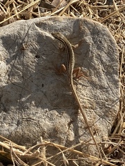 Ophisops elegans macrodactylus