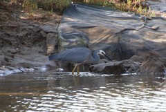 Egretta novaehollandiae