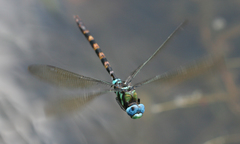 Anax immaculifrons