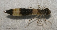 Anax immaculifrons