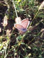 Polyommatus icarus