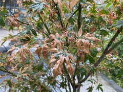 Acer palmatum