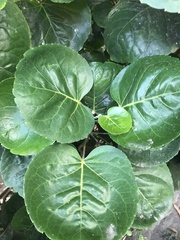 Polyscias scutellaria