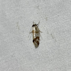 Isomoralla gephyrota