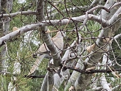 Streptopelia decaocto