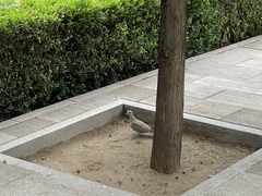 Streptopelia decaocto