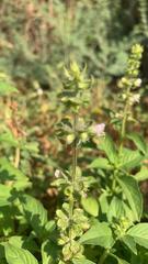 Lamiaceae