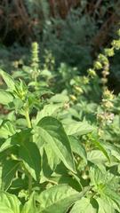 Lamiaceae